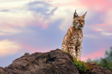 boreal lynx climbing on a rock © perpis