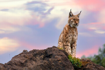 boreal lynx climbing on a rock
