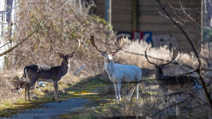 Weißer Hirsch mit Freunden auf dem Zingst.