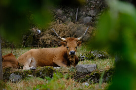 Sistelo, Portugal: Brown Cow ("Cachena/Barros&atilde;")