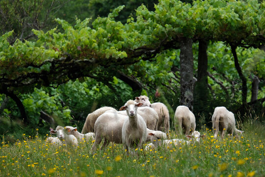 Sheep grazing in Sistelo, portugal