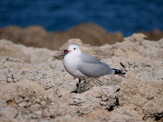 the gray and white gull stands on the rocks