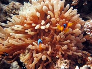 Plakat Red Sea colorful Clown fish