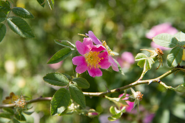 The dog rose (Rosa canina) blooming flower	
