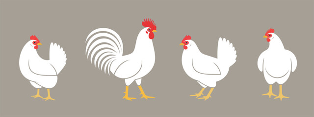 Hen. Nest. Isolated  hen on white background