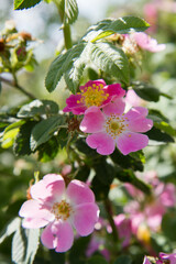 The dog rose (Rosa canina) blooming flower	
