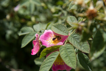 Obraz na płótnie Canvas Bee on the dog rose (Rosa canina) blooming flower