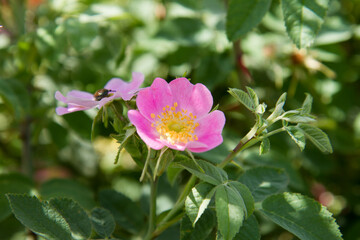 The dog rose (Rosa canina) blooming flower	
