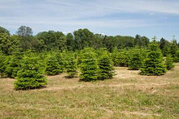 Fototapeta na wymiar Evergreen tree plantation in summer