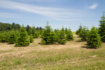 Evergreen tree plantation in summer