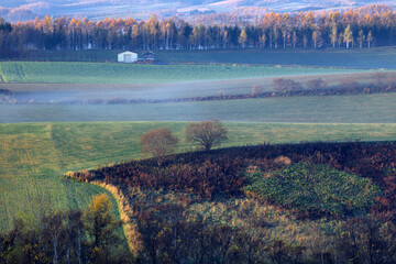 朝霧漂う（美瑛）