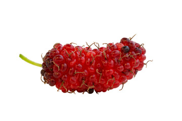One organic Mulberry fruit with isolated on transparent background png