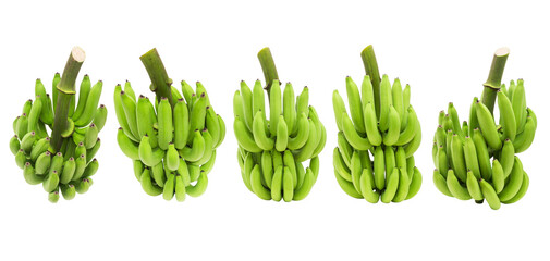 Cluster of set green raw cavendish bananas with isolated on transparent background png