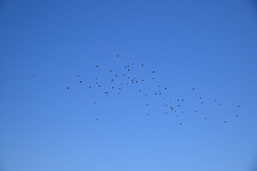 集団で空を飛ぶ黒い影　鳥