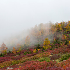 autumn season and foggy forest landscape