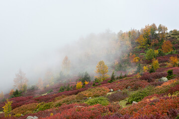 autumn season and foggy forest landscape