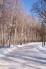 birch forest in the village of Taltsy, Irkutsk oblast, Russia. Winter day. Siberia.