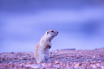 The ground squirrel stands bend over against a blurred blue background (looks out for a predator)
