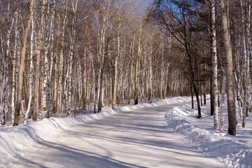 Foto op Plexiglas birch forest in the village of Taltsy, Irkutsk oblast, Russia. Winter day. Siberia. © Alena