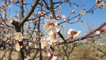 Beautiful plum blossom image in the sky background.
Posters, good to use in the background of editing