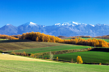 カラマツの黄葉と大雪山連峰（美瑛）