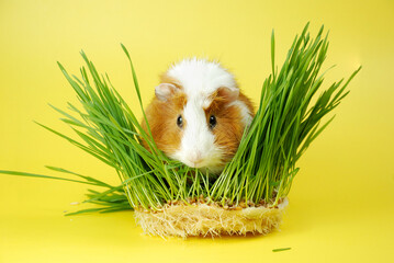 Abyssinian guinea pig on a yellow background is surrounded by greenery.