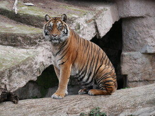 Tigre de Sumatra
