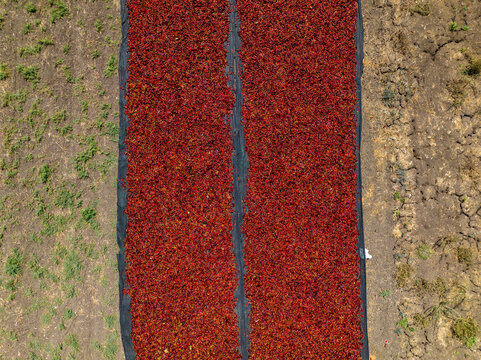 Carpets of Red Hot Chili Peppers drying in the sun as workers unload and spill sacks of fresh picked Peppers © STOCKSTUDIO