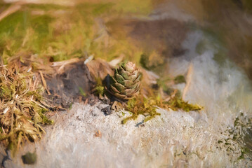 Digital painting of young conifer pine cone shoots isolated in a natural environment.