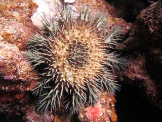 Naklejka na ściany i meble Crown of thorns starfish