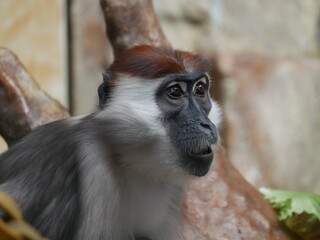 Mangabey de corona blanca