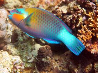 Fototapeta na wymiar parrot fish of red sea