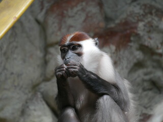 Mangabey de corona blanca