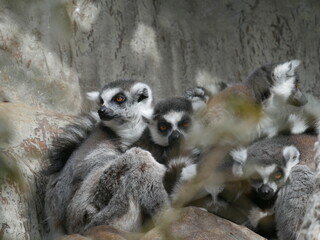 Grupo de lémures