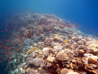 Naklejka na ściany i meble Red Sea fish and coral reef in Egypt