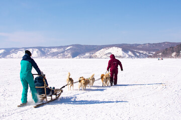 Listvyanka, Russia - January 21, 2013 : Tourist playing dog sledding in Listvyanka a small town in Irkutsk Oblast on the shores of Lake Baikal