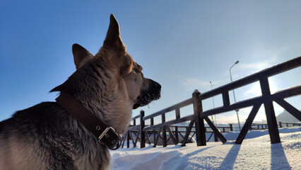 Dog German Shepherd in a winter day and white snow arround. Waiting eastern European dog veo in...