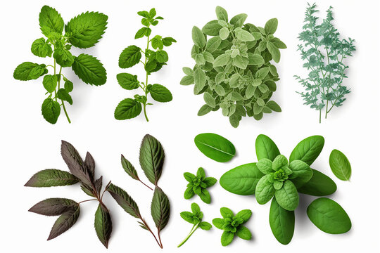 Green Fresh Herbs, Mint, Thyme Leaves Isolated on White Background. Generative AI
