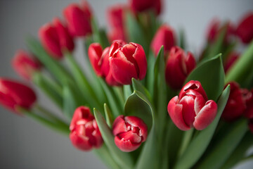 A bouquet of red peony tulips stand in a vase. Early varieties of tulips