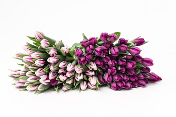 Early varieties of tulips on a white background. Bouquet of white and purple flowers