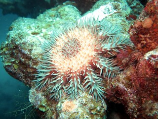 Fototapeta na wymiar Crown of thorns starfish
