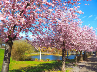 City center of Kaarst in Germany with cherry blossom