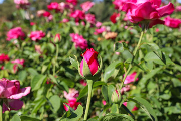 pink roses in garden bed
