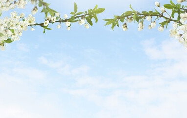 Spring cherry twigs with blooming flowers in a top border arrangement over blue sky background