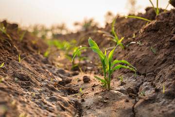 Close-up, growing green corn seedling sprouts in cultivated agricultural farm field with soft sunlight in the morning. Growing corn. Agricultural with corn sprouts in earth.