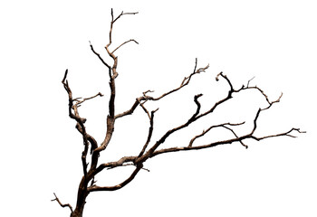 Branch of dead tree with clipping path isolated on white background.