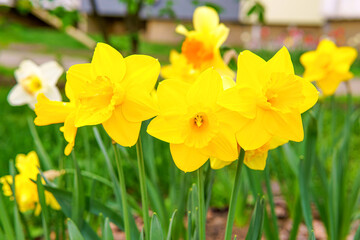 Fototapeta premium A Burst of Sunshine: Vibrant Daffodils in Bloom