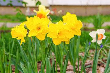 Close-Up of Fresh Yellow Daffodils in a Garden Bed