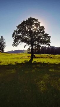 Beautiful countryside, shining sun, tree in a green meadow, forest, golden hour landscape, vertical short video wallpaper