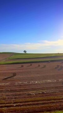 Aerial scenery, fields and lonely tree, horizon, blue sky, vertical short video